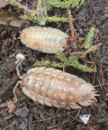 Porcellio Spinipennis Isopods - Isopods For Sale UK | PostPods